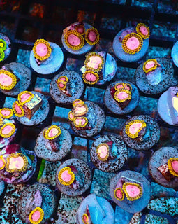 Pink Diamond Zoa