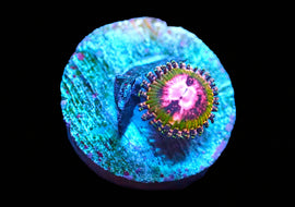 Pink Krack zoas