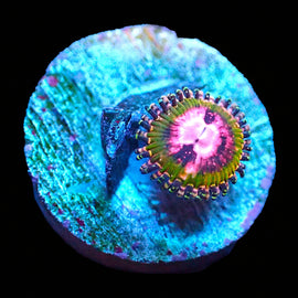 Pink Krack zoas