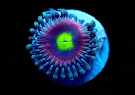 Pink Ring of Death Zoa Rare*