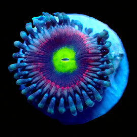 Pink Ring of Death Zoa Rare*
