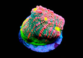 PInk Watermelon Chalice