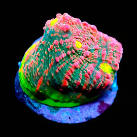 PInk Watermelon Chalice