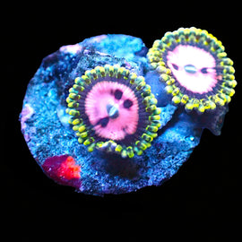 Pink Diamond Zoas