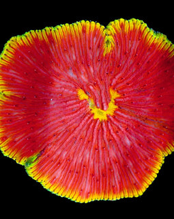 ULC Rainbow Rimmed Flamethrower plate coral