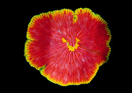 ULC Rainbow Rimmed Flamethrower plate coral