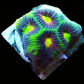 Favia – Ultra LPS Corals
