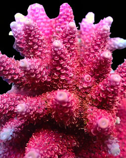 TSA Princess Peach Acropora