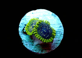 Purple Valor Zoa Rare!