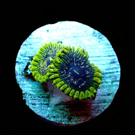 Purple Valor Zoa Rare!