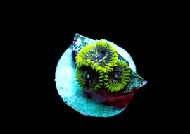 Purple Valor zoa RARE!