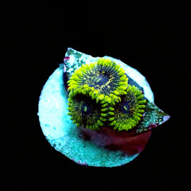 Purple Valor zoa RARE!
