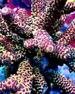 RR Magma Acropora