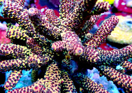 RR Magma Acropora
