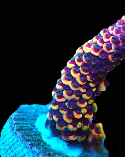 RR Magma Acropora
