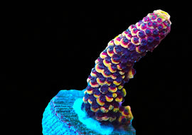 RR Magma Acropora