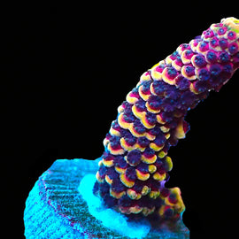 RR Magma Acropora