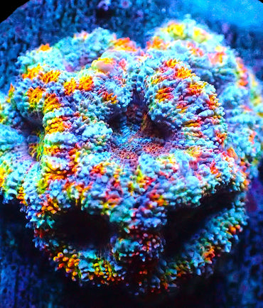 Rainbow Acan Mini COlony