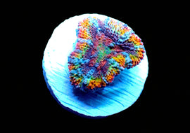 Rainbow Acan A