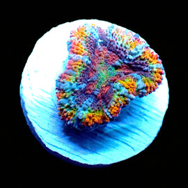 Rainbow Acan A