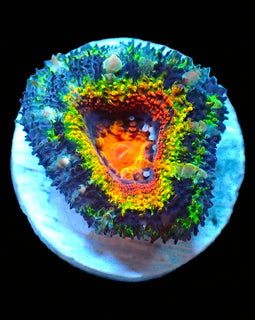 Rainbow Acan B