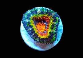 Rainbow Acan B
