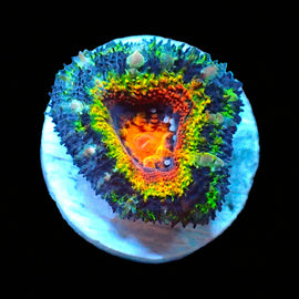 Rainbow Acan B