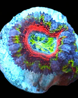 Rainbow Acan C