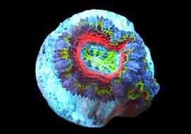 Rainbow Acan C