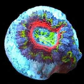 Rainbow Acan C