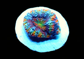 Rainbow Acan B