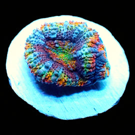 Rainbow Acan B