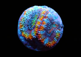 Rainbow Chalice 3
