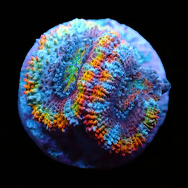 Rainbow Chalice 3