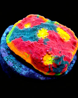 Rainbow Dynamite Chalice