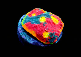 Rainbow Dynamite Chalice
