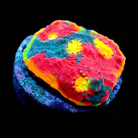 Rainbow Dynamite Chalice