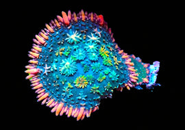 Rainbow Frankenstein Small