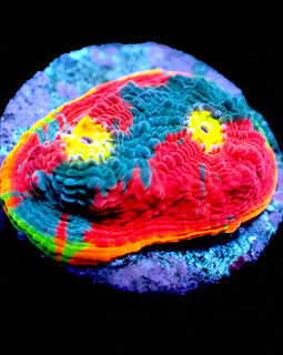 Rainbow Dynamite Chalice