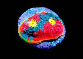Rainbow Dynamite Chalice