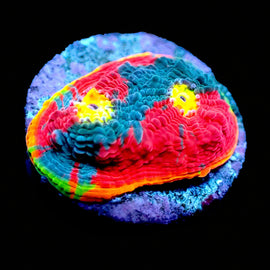Rainbow Dynamite Chalice