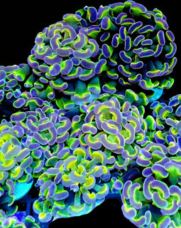 Rainbow Hologram Hammers