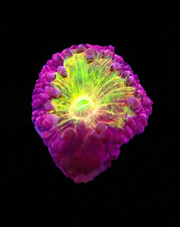 Rainbow Galaxy Merletti Blasto *** Very Rare!