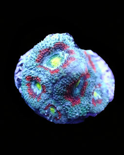 Reverse Holy Grail Micromussa