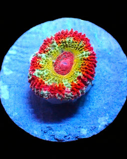 Rising Sun Acan ***RARE!!