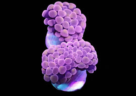 Rose gold small branching hammer