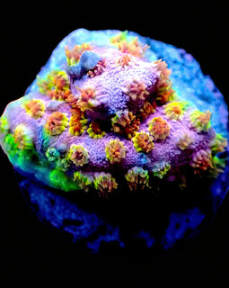 Skittles Bomb Cyphastrea