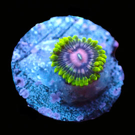 Snozberry Zoa *Rare!