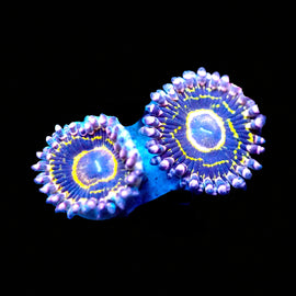 stratosphere zoas