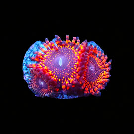 Ultimate Campfire zoas